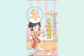 柯基为什么要断尾？#柯基 #神奇动物在抖音 #我在抖音涨知识 #奇怪的知识增加了 #科普脑洞上分赛