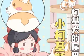 柯基为什么要断尾？#柯基 #神奇动物在抖音 #我在抖音涨知识 #奇怪的知识增加了 #科普脑洞上分赛视频封面