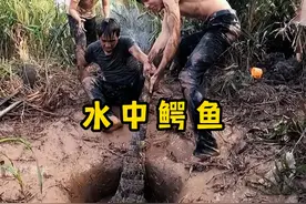 水坑里发现巨物，没想到尾巴都如此之大，究竟是什么视频封面