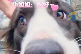 3月27日（采访），云南，边牧狗狗喜欢出去， 主人突发奇想记录狗狗视角。狗狗：家人们快看呀 ，这里有各种各样的人类。视频封面