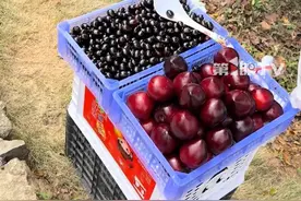 村民在景区内卖“乌梅”，旁边大喇叭循环播放“谨慎购买”，提醒行人：“所谓的乌梅是用药水泡过的提子，吃了会拉肚子”。#婺源 #篁岭景区 #食品安全 #乌梅 #景区用喇叭劝阻游客买乌梅视频封面
