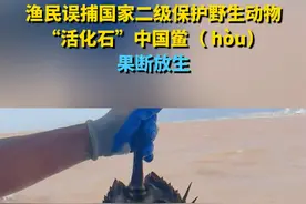 渔民误捕国家二级保护野生动物“活化石”中国鲎（ hòu），果断放生视频封面