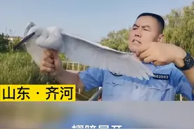 民警救助落单白鹭@齐河警事 视频封面