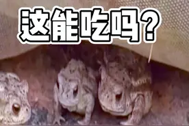 好奇害死蛙 #动物的迷惑行为 #搞笑动物配音 #看一次笑一次视频封面