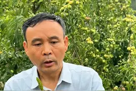 害花 害叶 害果 这种病是李子褐腐病，这也是李子常见病之一，我们可以通过3次打药来起到防治效果，分为花前花后生理落果后，基本可以解决问题。#优质农产品 #抖音助农 #李子熟了 #病虫害防治 #自家果园 #三农流量扶持计划视频封面
