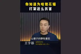 为什么狸花猫打架这么厉害，堪称猫界老大 #狸花猫 #流浪猫 #科学养宠攻略 #养猫知识 #猫视频封面