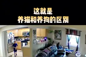 这就是养猫和养狗的区别 #内容启发搜索 #趣闻