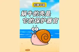 蜗牛的壳竟然是它的保护器官 #科普 #涨知识 #蜗牛 #动画