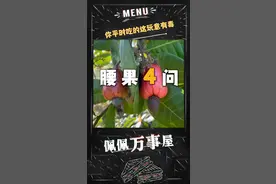 看完这一期你就知道为什么腰果卖这么贵了#冷知识 #腰果视频封面