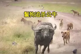 被鬣狗追杀的老牛求助人类 #野生动物零距离 #动物的迷惑行为