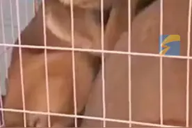 4月2日（报道），河南开封，男子通过顺风车运送3只马犬，途中司机因狗吐车上“要么加价 要么吃狗肉”，被拒后犬只下落不明！平台：联系车主让其归还未果，随后封禁车主账号，平台可给乘客到100元补偿金。视频封面