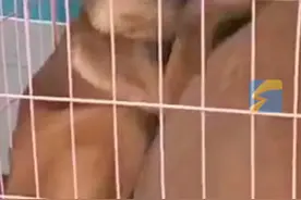 4月2日（报道），河南开封，男子通过顺风车运送3只马犬，途中司机因狗吐车上“要么加价 要么吃狗肉”，被拒后犬只下落不明！平台：联系车主让其归还未果，随后封禁车主账号，平台可给乘客到100元补偿金。视频封面