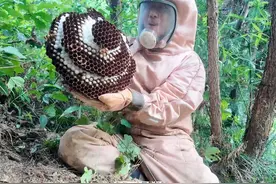 小蜜蜂常年被虎头蜂驱赶，老蜂农求助到子威，带上装备清除干净视频封面