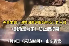 7月9日（采访时间），山东青岛，#动物园回应梅花鹿鹿角被割流血不止：为防止打架造成更大损伤。