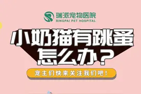 小奶猫身上有跳蚤怎么办？做到这点很关键~ #宠爱一派 @抖音短视频 视频封面
