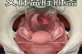女性盆腔脏器位置及其功能 #解剖学 #医学生 #医学科普 #盆腔