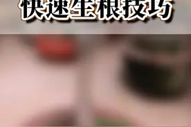 喜欢桂花，不用花钱买，自己在家就能插出一盆桂花树#种植小技巧 #养花小知识