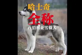 西伯利亚雪橇犬也可以叫哈士奇或者二哈