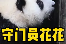 守门员花花 #大熊猫 #熊猫花花 #下班困难户 #熊猫日常#炎炎保安视频封面