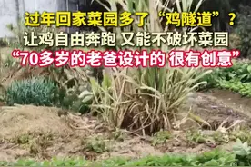 #七旬老爸设计鸡隧道惊呆儿子  ：又能让鸡奔跑，又不破坏菜园！网友：小鸡心里苦，只给看不给吃。（供稿：@心之 ）视频封面