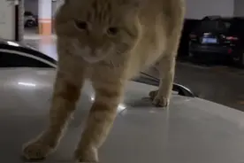 夫妻俩后备箱常备猫粮、猫罐头，“偶遇到的流浪猫都能吃一顿饱饭”，橘猫的亲亲仿佛是猫的报恩。#猫咪 #流浪猫 #善良的人永远善良视频封面