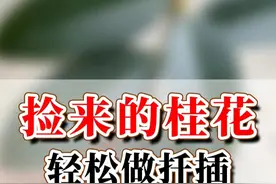 邻居收桂花打落不少枝条，捡回来扦插 #养花小知识视频封面