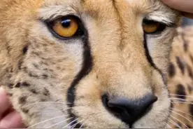 猎豹到底有多亲人？战斗力真是弱到让人心疼！ #猎豹 #猫科动物视频封面