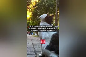 6月5日（采访）#北理工珠海校区流浪猫被保安打死 ，校方通报：猫抓伤师生，安保处置不当，涉事保安已停职及调离学校岗位。（上游新闻记者 李坐廷）视频封面