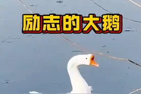 史上最励志的大鹅，一心想变成天鹅 #动物的迷惑行为 #天鹅 #鹅 #动物 #抖音看世界视频封面