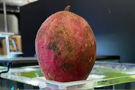 尝试鱼缸种红薯的第1天，第几种方法能成功？#水族 #养鱼人 视频封面