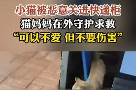 小猫被恶意关进快递柜
猫妈妈在外守护求救
“可以不爱 但不要伤害”视频封面
