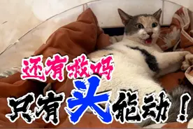 流浪猫遭遇严重车祸，浑身瘫痪，只有头能动，8个月后，我哭了！视频封面