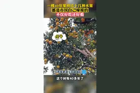 橘子柚子橙子……一棵果树上结了10多种水果，都是市民自己嫁接的！（来源：秒闻新闻）#浙江dou知道视频封面