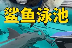 泳池里有一只大鲨鱼，你需要游五个来回~#steam游戏 #游戏怪谈视频封面