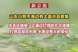 山东日照市海边有大量浒苔聚集 生态环境局：正通过打捞的方式清理 打捞后综合利用 水质没有大的变化