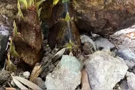 #博主耗时八天八夜用延时拍摄竹笋破土而出  迎难而上，必将迎来属于你的春天！（供稿：楚过寒 记者：李沁滟）视频封面