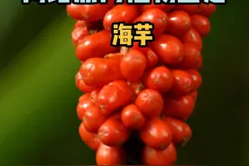 “海芋恋“里的海芋？滴水观音？你一定见过这种植物！#植物科普 #有毒植物 #野果子有认识的吗 #科普视频封面