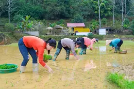 如何人工种植水稻，插秧 #三农 #春耕就是农民忙碌的开始