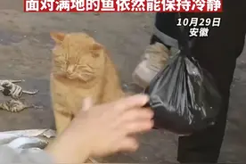 猫咪坐在鱼摊旁，“观摩”老板卖鱼。面对满地的鱼依然能保持冷静视频封面