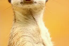 认识动物昆虫 #宝宝认识动物 #神奇动物在抖音 #动物英语启蒙