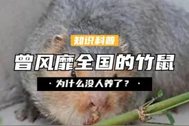 曾经风靡全国的竹鼠，浑身都是宝，为什么如今没人养了？ （1）#竹鼠 #美食 #冷知识 #科普