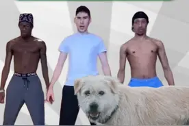 【梗百科】觉得自己最XX就跳舞？中国土狗火爆外网？！！