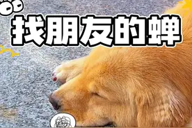 狗：我吃的是知了不是蝉 #搞笑动物配音 #看一次笑一次 #内容搜索启发视频封面