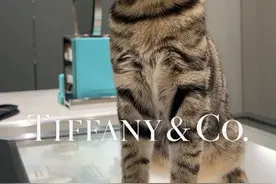 带我家社牛猫去买一个奢侈品项圈——戴Tiffany的小猫 #万物可爱计划视频封面