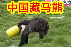 中美棕熊趣闻合集。①中国青海藏马熊，当时人和熊都很紧张；视频封面