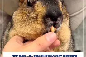 四川成都一只15斤重的土拨鼠因偷啃腊肉啃断门牙引发关注。土拨鼠主人表示，土拨鼠是家养的，牙齿很快长出来，野外土拨鼠有可能带菌要避免接触。#土拨鼠  #啃断门牙  #腊肉 #媒体精选计划 @抖音小助手 @DOU+小助手