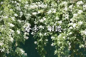 明德学院校园环境，春季·明德#明德学院 #国际高中 #出国留学视频封面