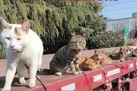 捡了10只流浪猫的卡车司机，带着毛孩子回家过年了！自从2020年捡到第一只猫咪，王天军陆续捡了许多流浪猫，每天和猫咪同吃同住。他说，打算过年后结束卡车生活，带着父亲和猫咪出去旅游。 #流浪猫 #卡车司机 #心软的神 #救助流浪动物 （来源：@༺ ۣۖ 卡车猫王  ۣۖ ༻ ）视频封面