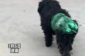 3月6日，河南，为了防止狗狗怀孕，主人用瓶子和钉子打造“护甲”，网友：这绿裤衩得让同村的狗笑三年#狗子视频封面