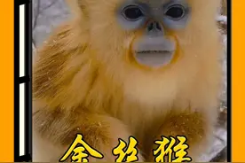 同样都是猴，金丝猴咋就这么温顺懂礼貌呢？ #猴子成精 #金丝猴 #动物解说